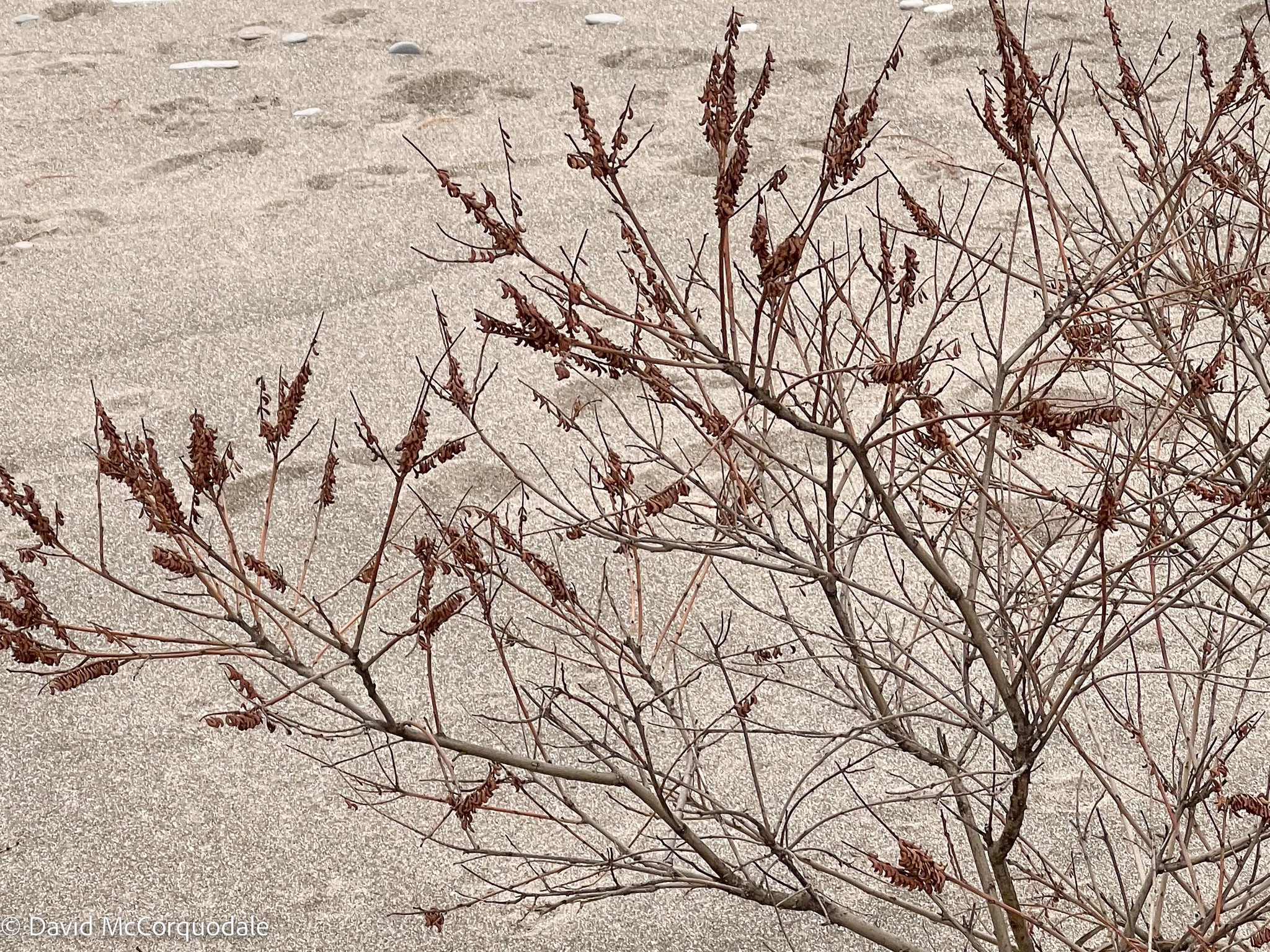 Amorpha L.