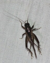 Teleogryllus commodus