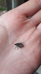 Entiminae