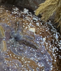 Allostichaster polyplax