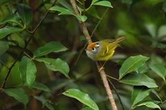 Phylloscopus castaniceps