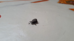 Entiminae