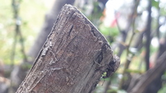 Entiminae