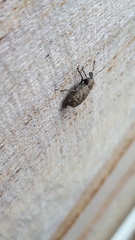 Entiminae
