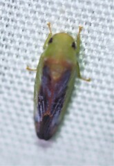 Iassinae