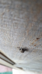 Entiminae