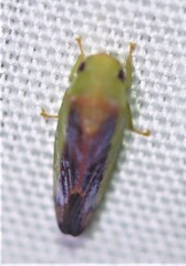 Iassinae