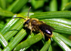 Melandrena