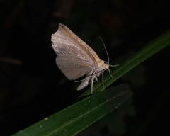 Acrosemia quietaria