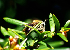 Melandrena