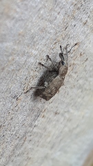 Entiminae
