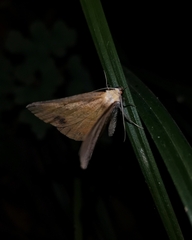 Acrosemia quietaria