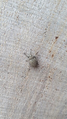 Entiminae