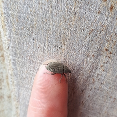 Entiminae
