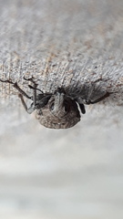 Entiminae