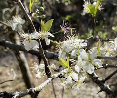 Prunus angustifolia