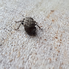 Entiminae