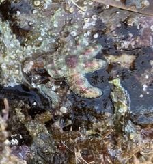 Allostichaster polyplax