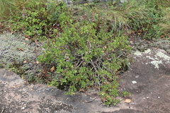 Aeollanthus parvifolius