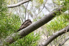 Caprimulgus jotaka