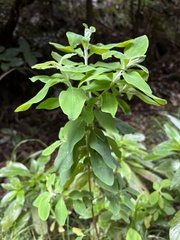 Sideritis canariensis