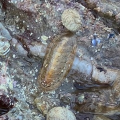 Ischnochiton cariosus