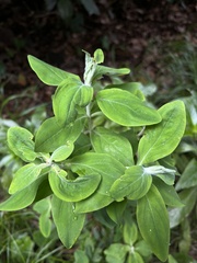Sideritis canariensis