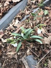 Galanthus
