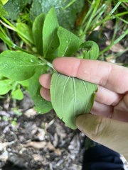 Sideritis canariensis
