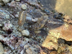 Ischnochiton cariosus