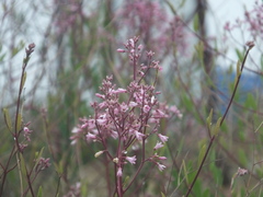 Apocynum venetum