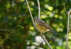 Turdus obscurus