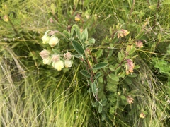 Hermannia hyssopifolia