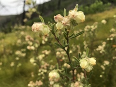 Hermannia hyssopifolia
