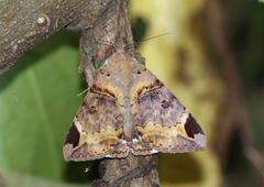 Achaea lienardi