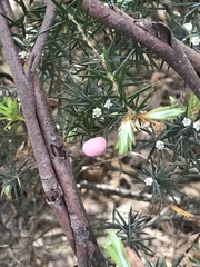 Leptecophylla pogonocalyx