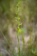 Habenaria filicornis