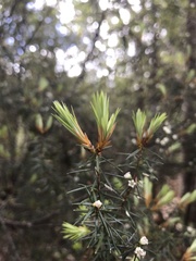 Leptecophylla pogonocalyx