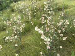 Hermannia hyssopifolia