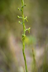 Habenaria filicornis