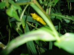 Dendropsophus minutus