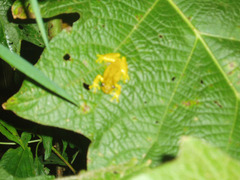 Dendropsophus minutus