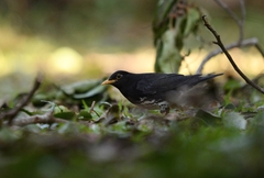 Turdus cardis
