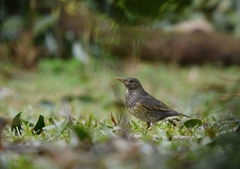 Turdus cardis