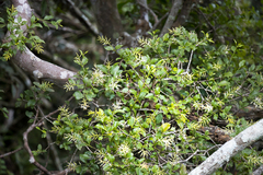 Helixanthera woodii