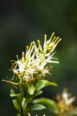 Helixanthera woodii