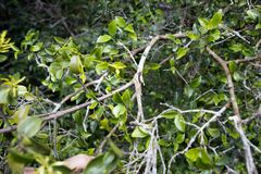 Helixanthera woodii