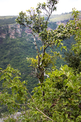 Helixanthera woodii