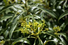 Heteropyxis natalensis