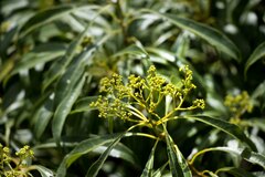 Heteropyxis natalensis